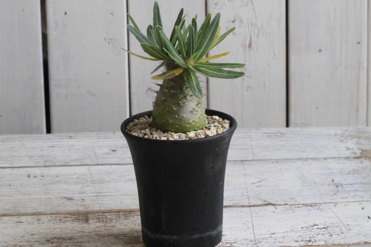 パキポディウム グラキリス 実生 | hanayoshi-botanical