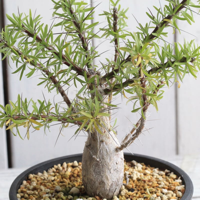 フォークイエリア プルプシー 実生 | hanayoshi-botanical