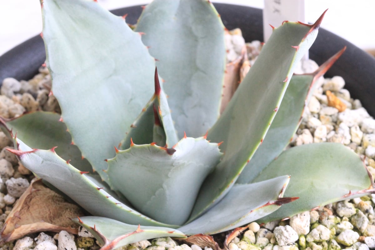 アガベ パリー 吉祥天② | hanayoshi-botanical