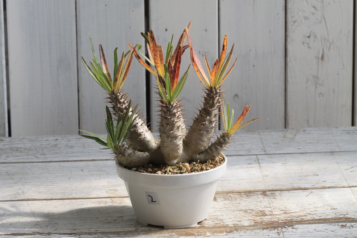 パキポディウム グラキリス 実生② | hanayoshi-botanical