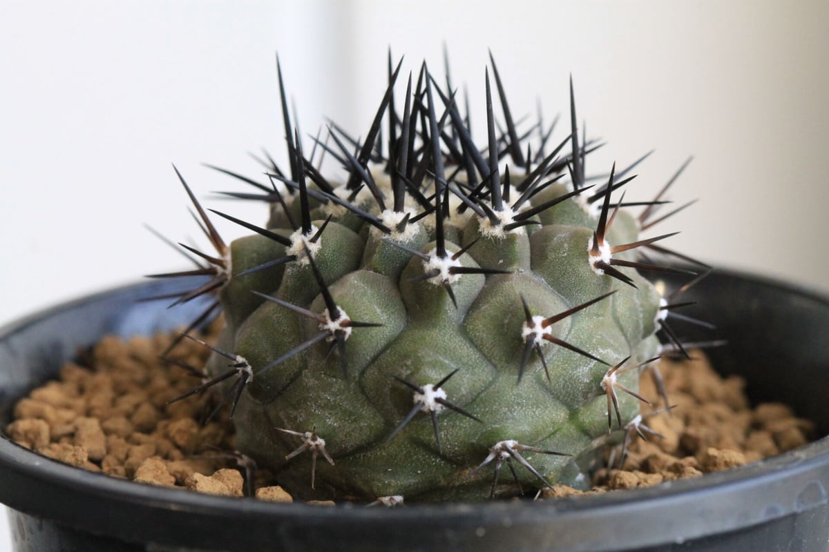 コピアポア 黒王丸（実生） | hanayoshi-botanical