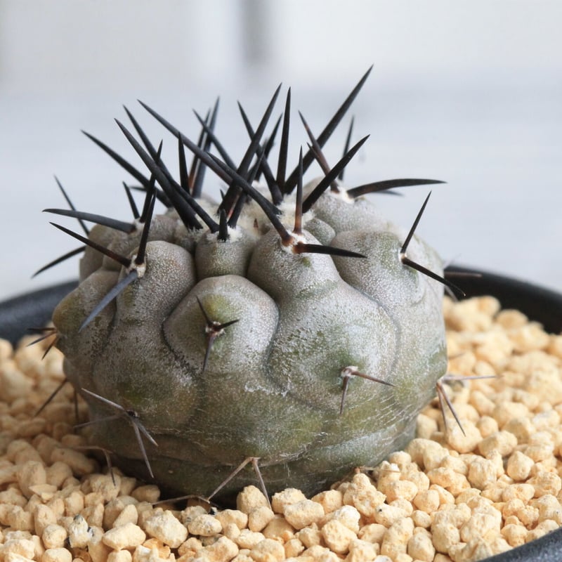 コピアポア シネレア 黒王丸（実生） | hanayoshi-botanical