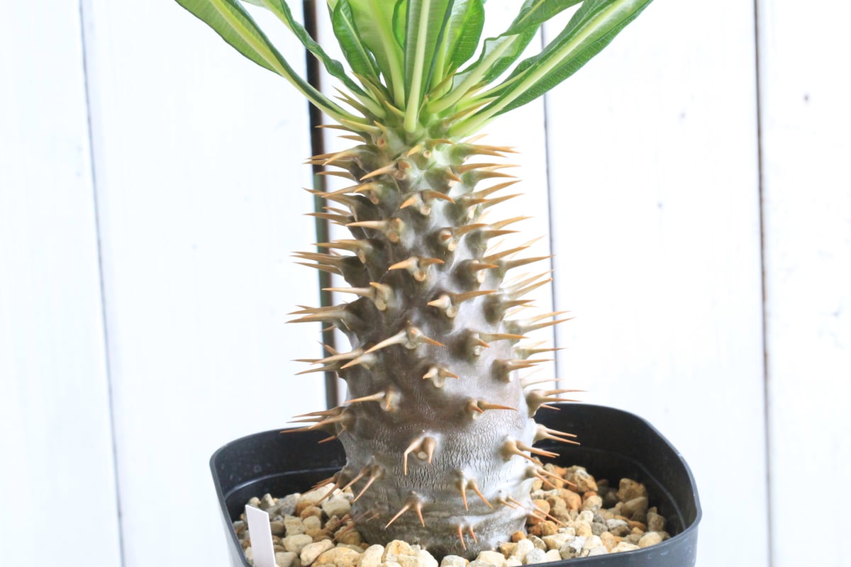 パキポディウム アンボンゲンセ 実生 | hanayoshi-botanical