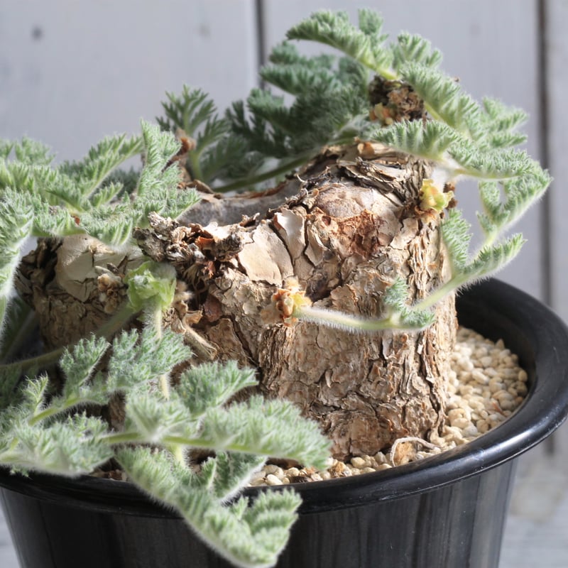 ペラルゴニウム トリステ 現地球 | hanayoshi-botanical