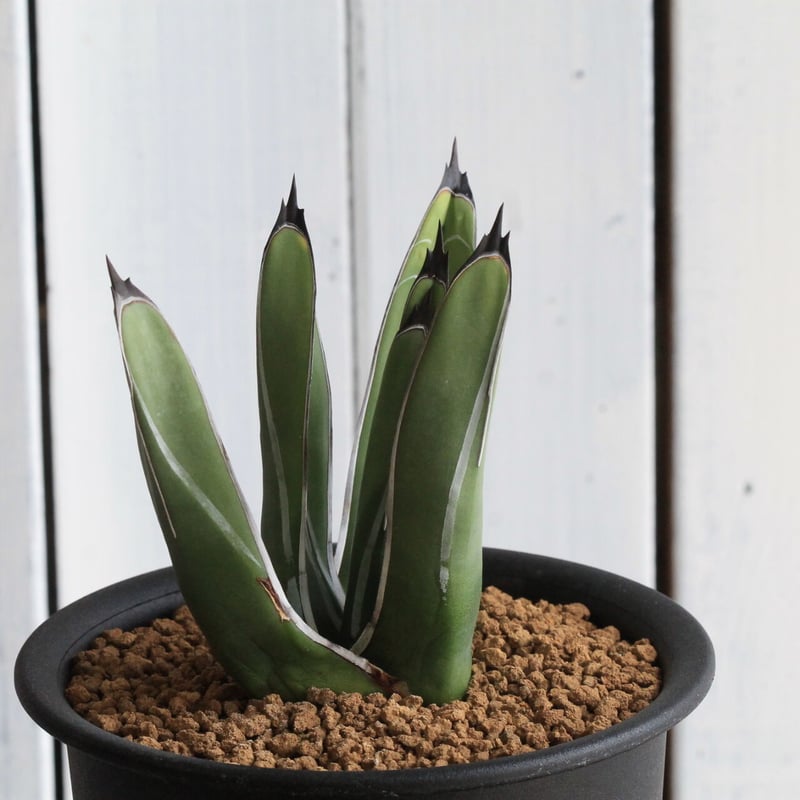 アガベ ニッケルシー 笹吹雪 | hanayoshi-botanical