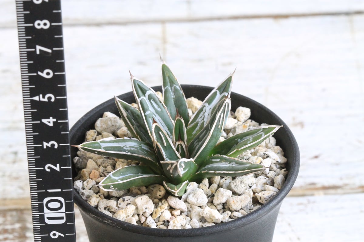 アガベ 特選笹の雪 NO-1 | hanayoshi-botanical