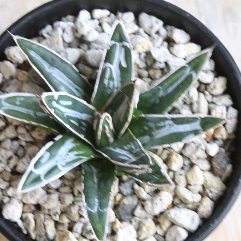 アガベ 特選笹の雪 NO-1 | hanayoshi-botanical