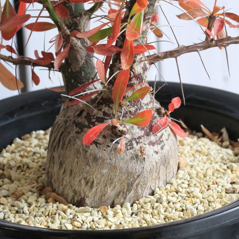 フォークイエリア ファシクラータ | hanayoshi-botanical