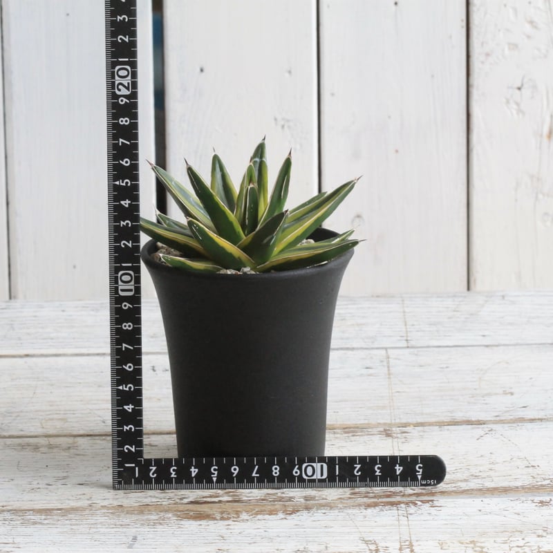 アガベ 笹の雪 黄覆輪鮮明斑 | hanayoshi-botanical