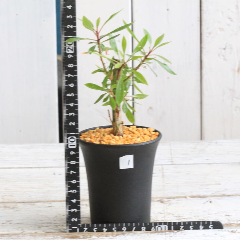 フォークイエリア ファシクラータ×プルプシー（あいのこ）挿し木①