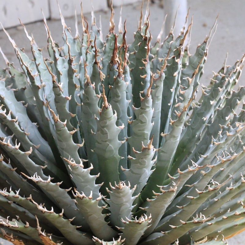 アガベ ユタエンシス | hanayoshi-botanical