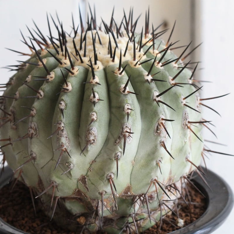 コピアポア 黒王丸（接ぎ木） | hanayoshi-botanical