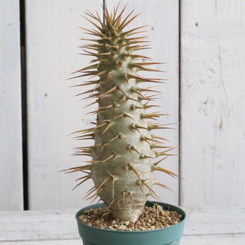 パキポディウム アンボンゲンセ 実生① | hanayoshi-botanical