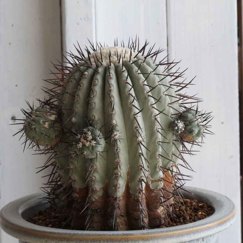 サボテン 黒王丸 輸入球カキコ 【公式通販】