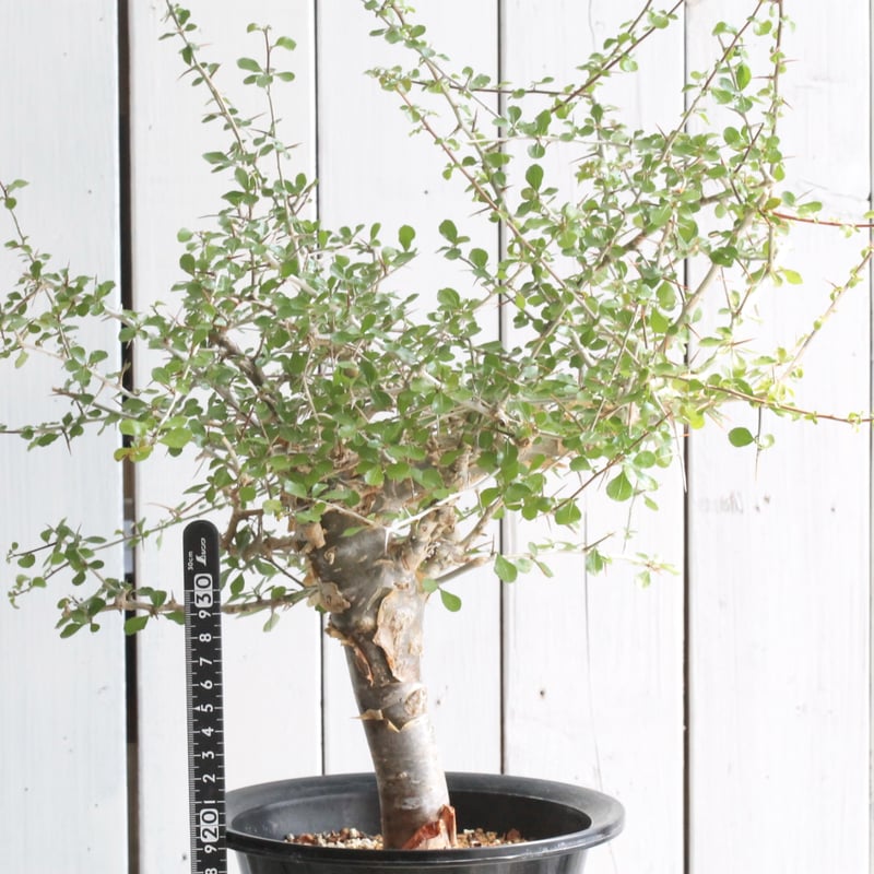 コミフォラ シンプリキフォリア | hanayoshi-botanical