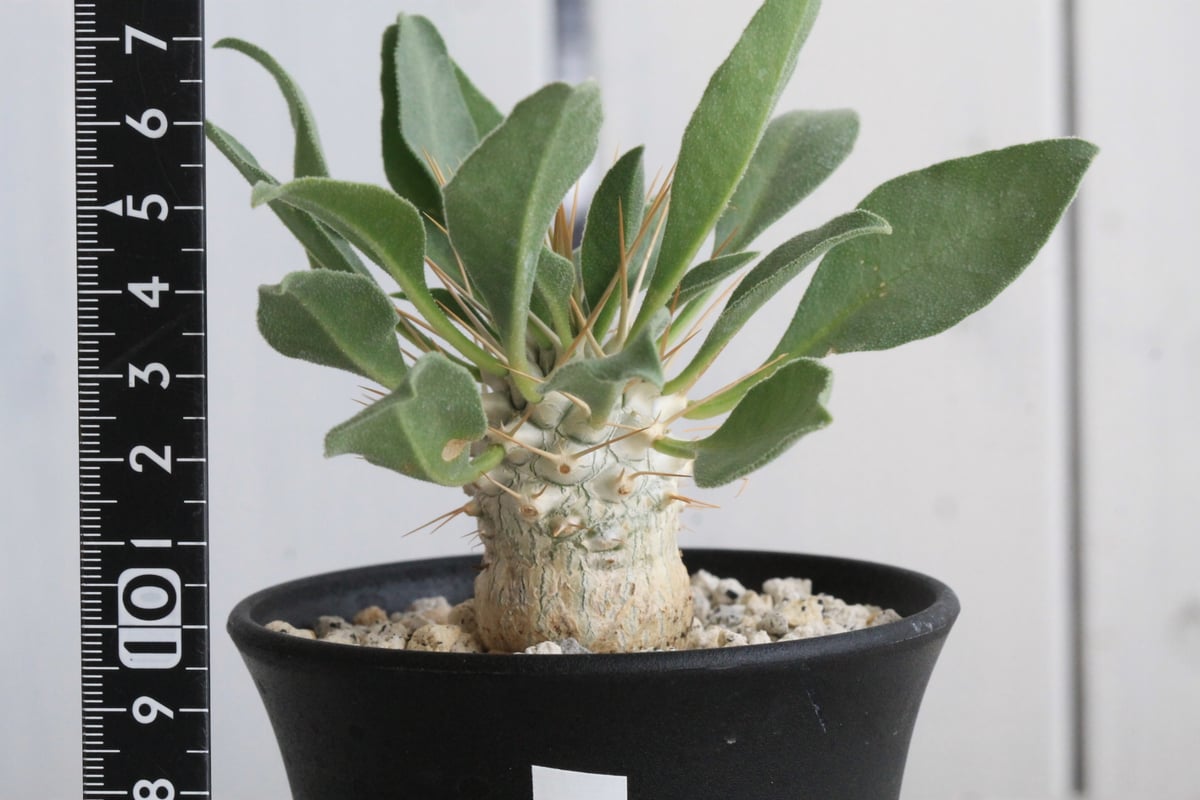 パキポディウム ナマクアナム 光堂（実生）② | hanayoshi-botanical