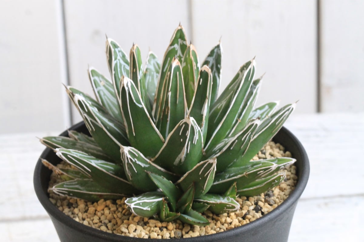 アガベ 笹の雪 NO-03① | hanayoshi-botanical