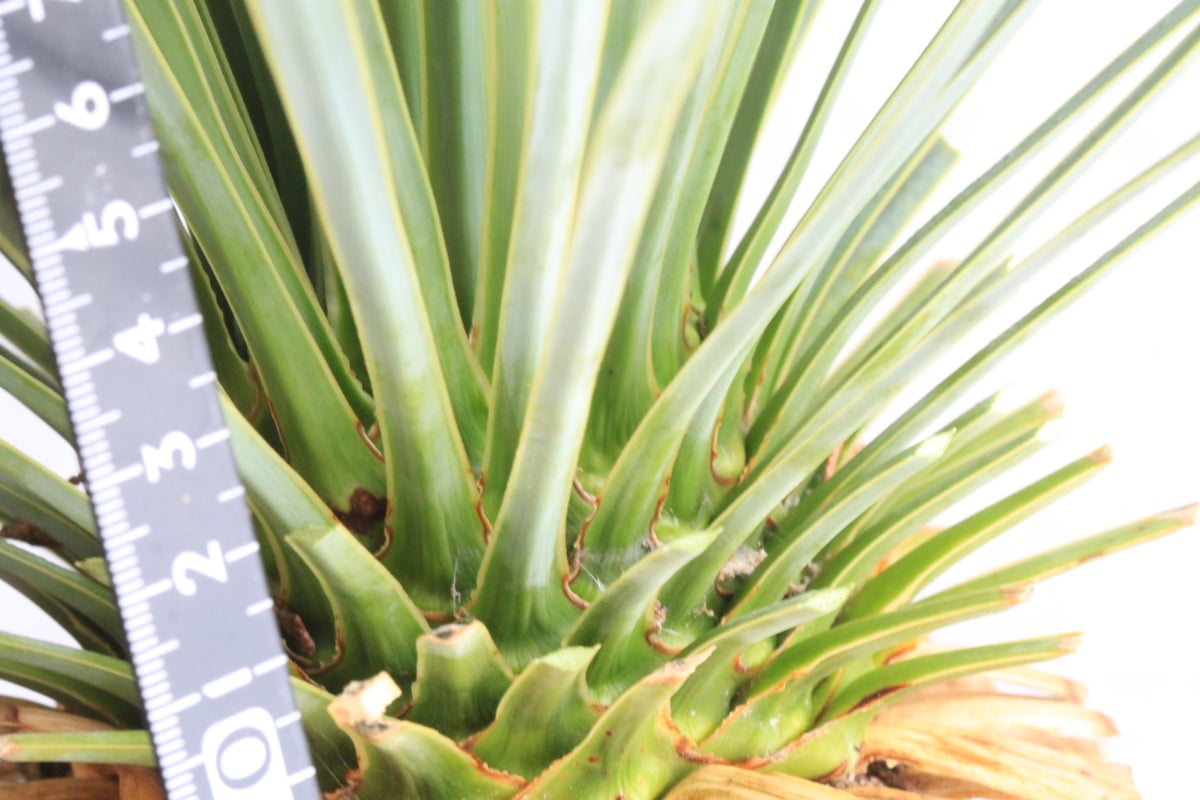 ユッカ ロストラータ ブルーサンダー① | hanayoshi-botanical