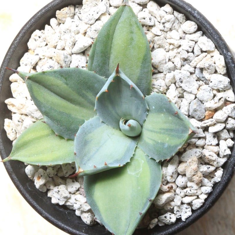 アガベ 吉祥天錦 | hanayoshi-botanical