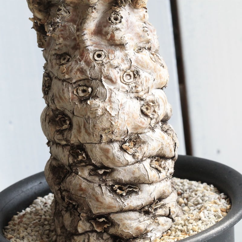 ユーフォルビア ムランジーナ | hanayoshi-botanical