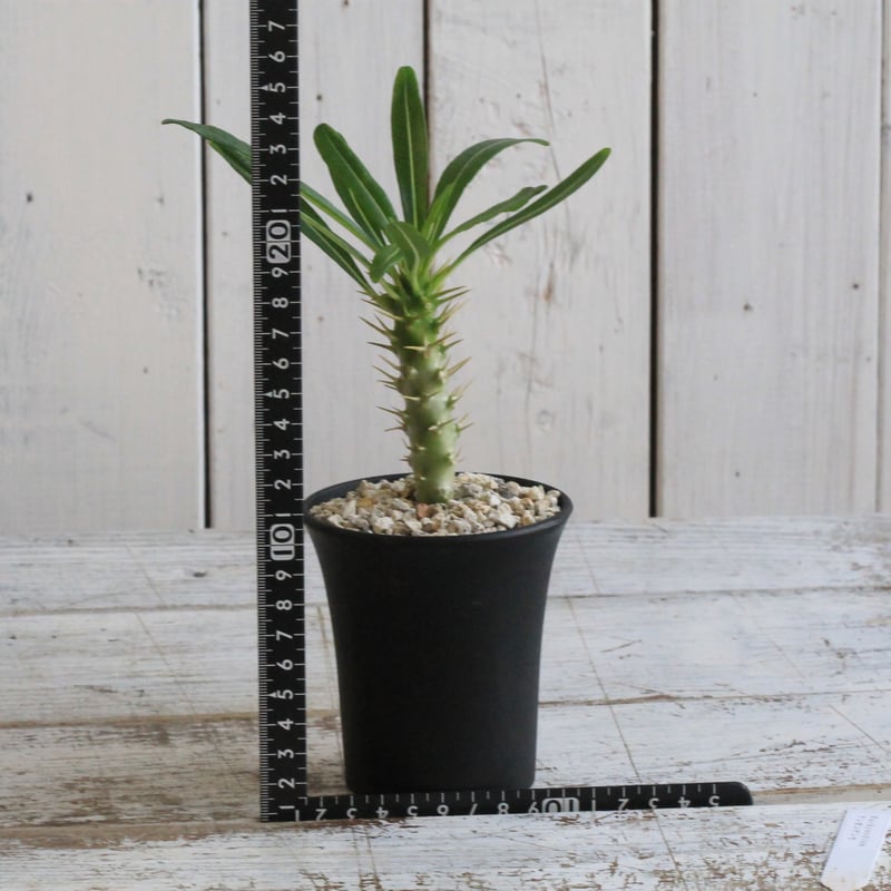 パキポディウム アンボンゲンセ(実生) | hanayoshi-botanical