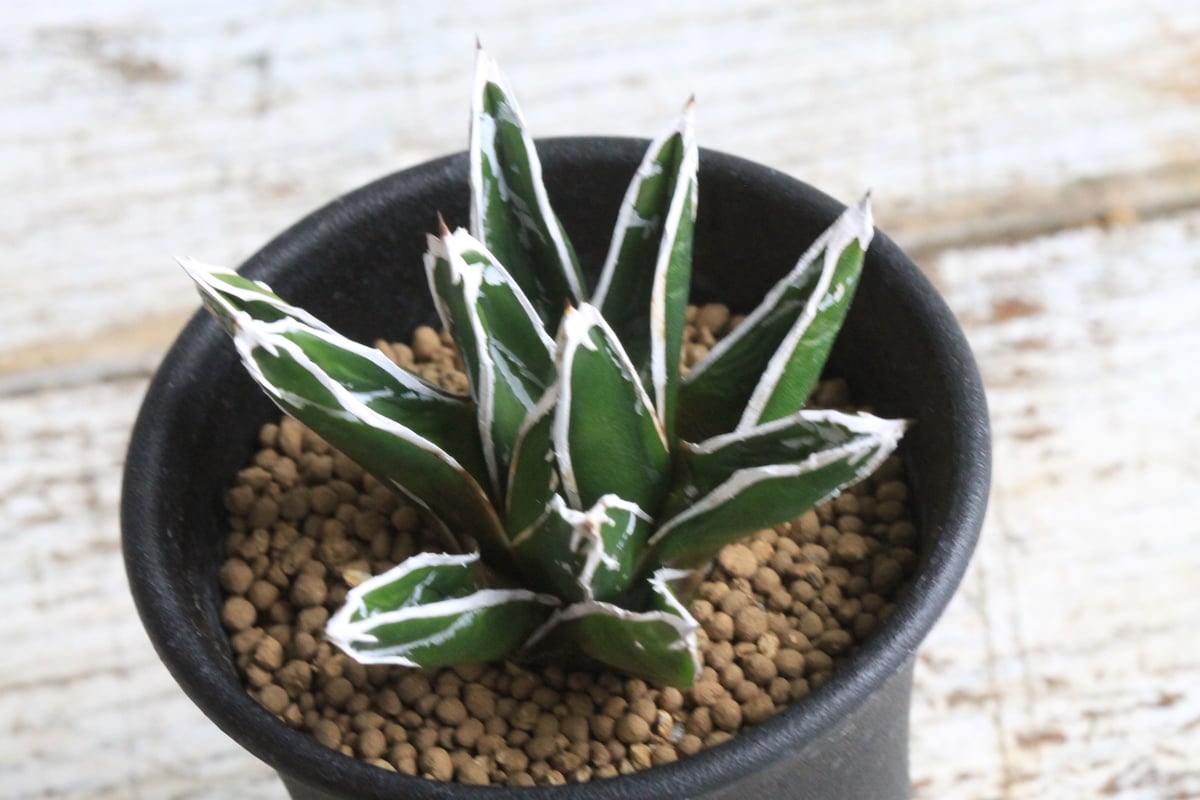 アガベ 特選笹の雪（S-1） | hanayoshi-botanical