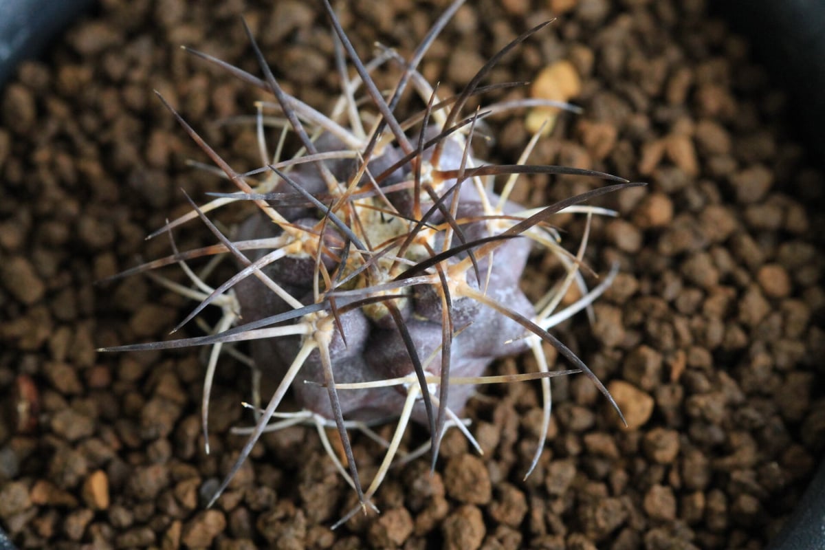 コピアポア グリセオビオラセア | hanayoshi-botanical