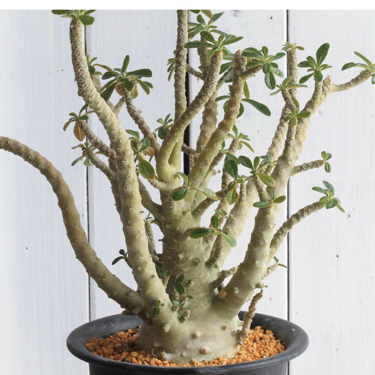 ドルステニア ギガス（実生) | hanayoshi-botanical