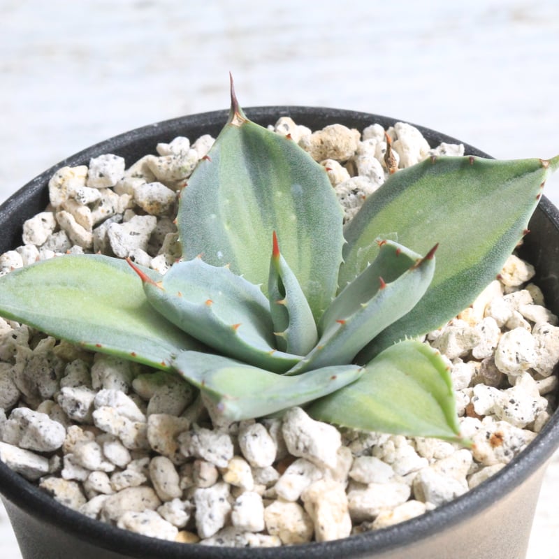 アガベ 吉祥天錦 | hanayoshi-botanical