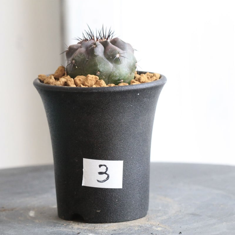 コピアポア シネレア×デュラ（交配種実生） | hanayoshi-botanical