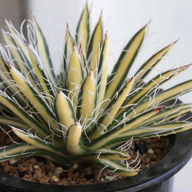 アガベ 姫乱雪黄中斑 | hanayoshi-botanical