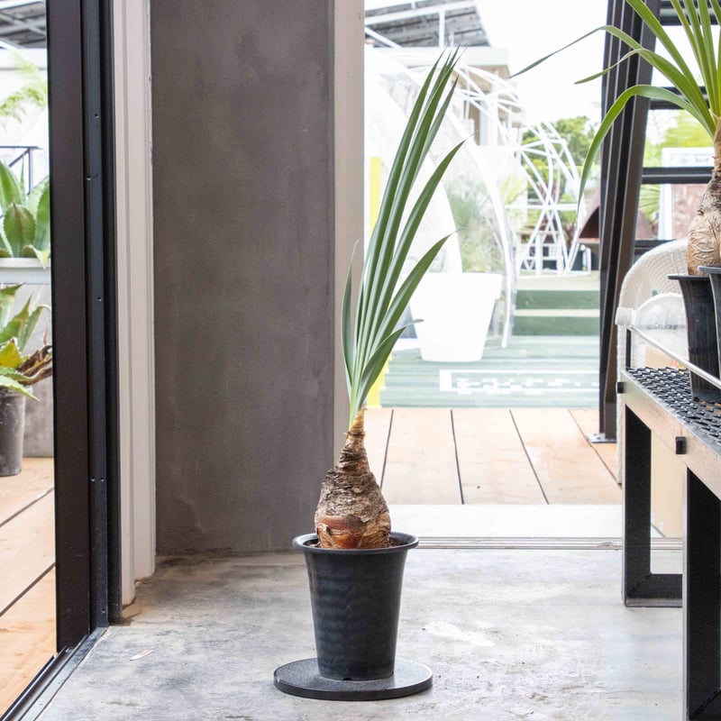 ブーファン・ディスティチャ NHB-0005 | ISALO