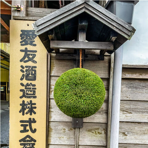 杉玉 中玉 （約40cm） | 楠玉屋