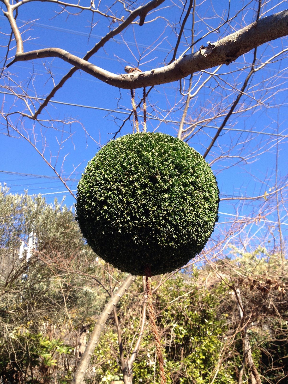 杉玉 七寸玉（約21cm） | 楠玉屋