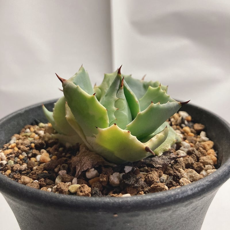 アガベ 王妃雷神 白覆輪 外斑 子株付き | 4S'easons.