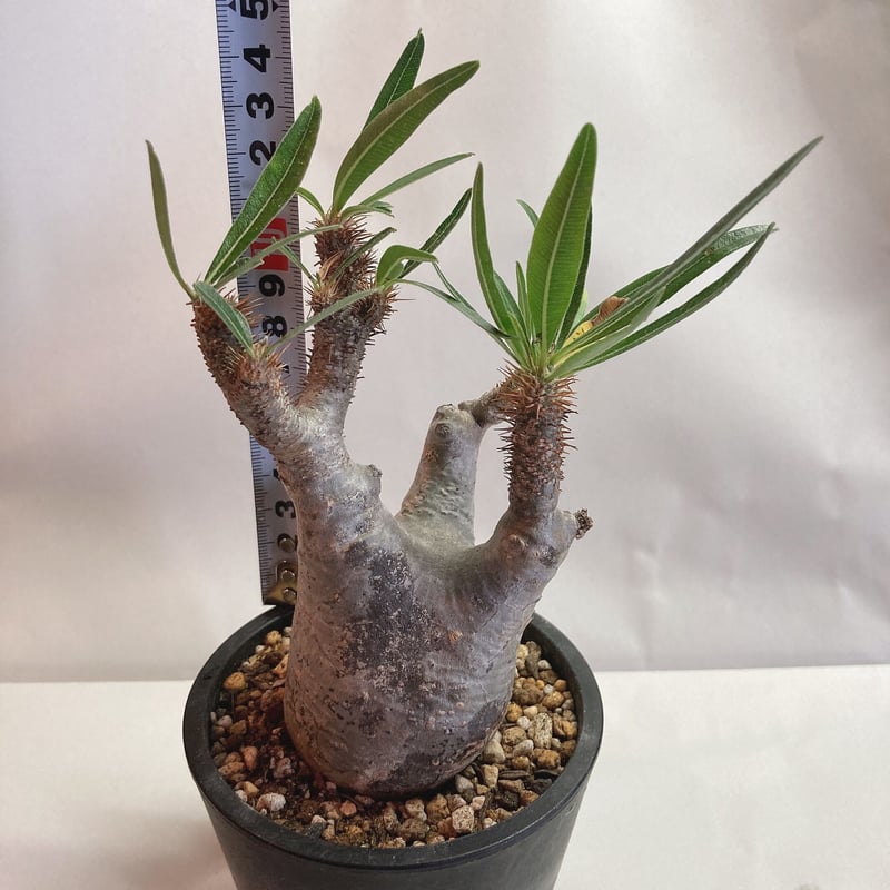 パキポディウム グラキリス 現地球 発根済 | 4S'easons.