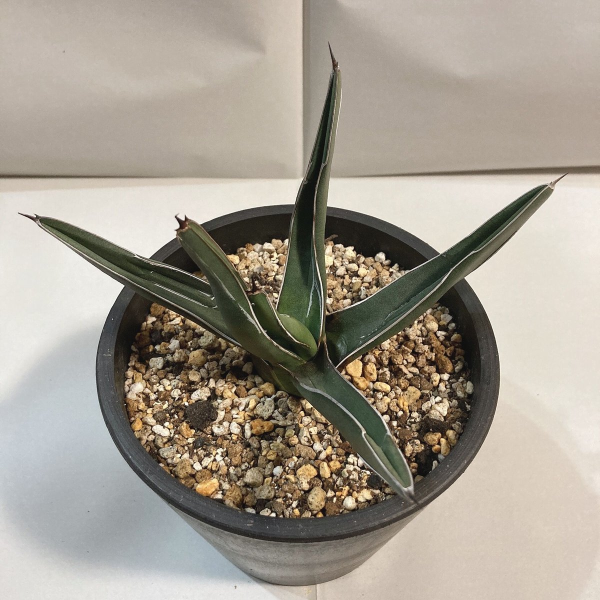 アガベ ニッケルシー 笹吹雪 うねり | 4S'easons.