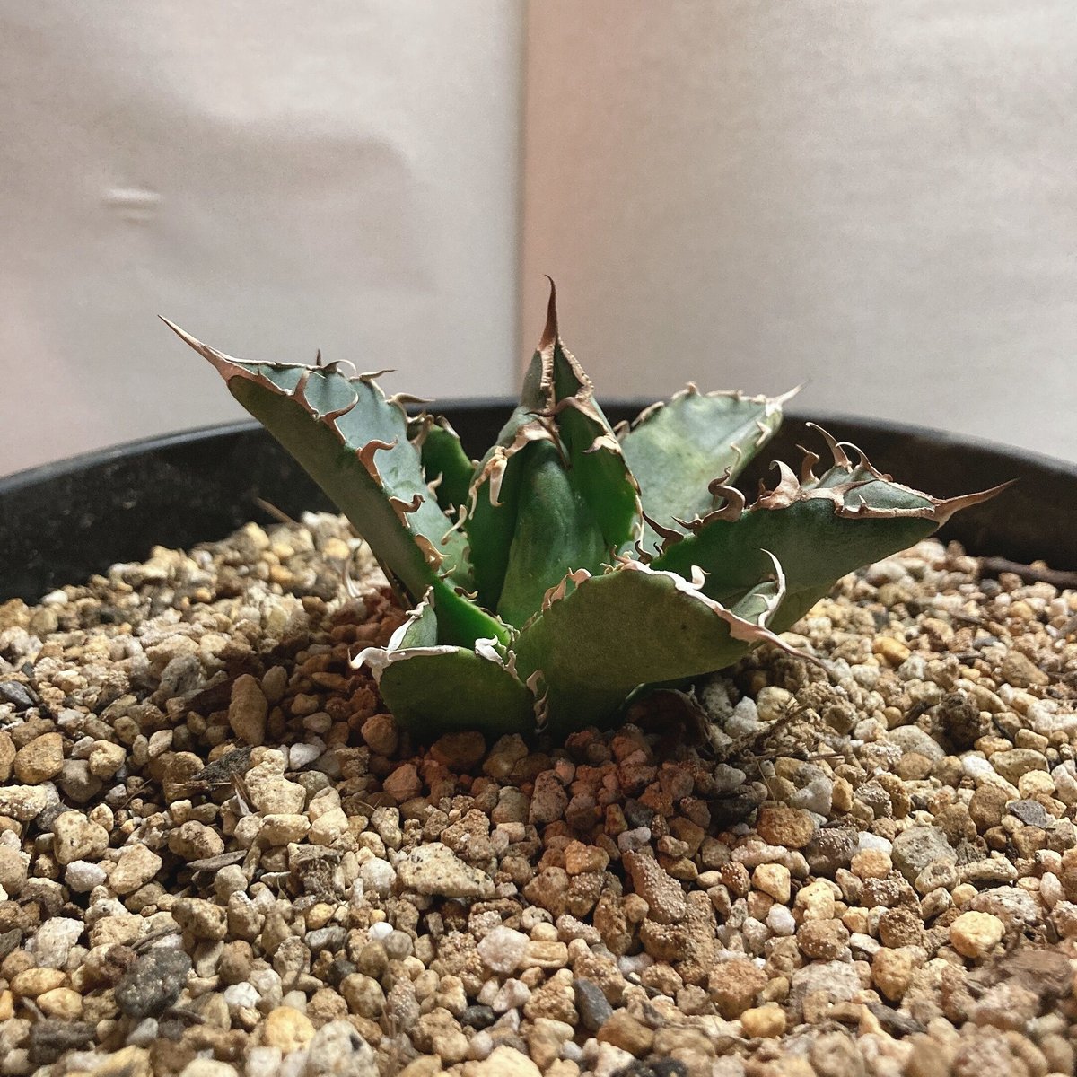 アガベ チタノタ 白鯨 裏棘③ | 4S'easons.