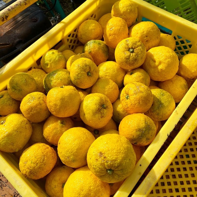 No. 17 山江村柚木河内の丸ごと柚子マーマレード 110g | KUMAGAWA ARTI