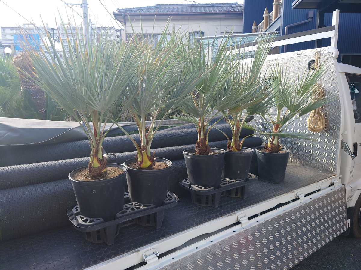 超希少 ブラヘアアルマータ 大 1本 | IKEZAWA GARDEN STORE