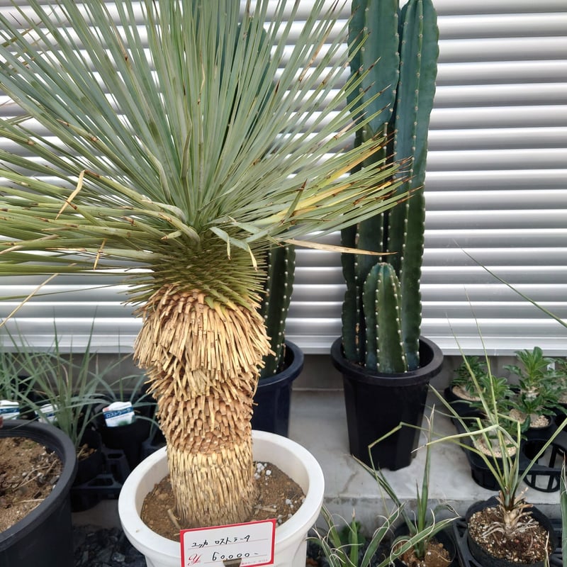 ユッカ ロストラータ 高品質 埼玉 引取限定 | IKEZAWA GARDEN STORE