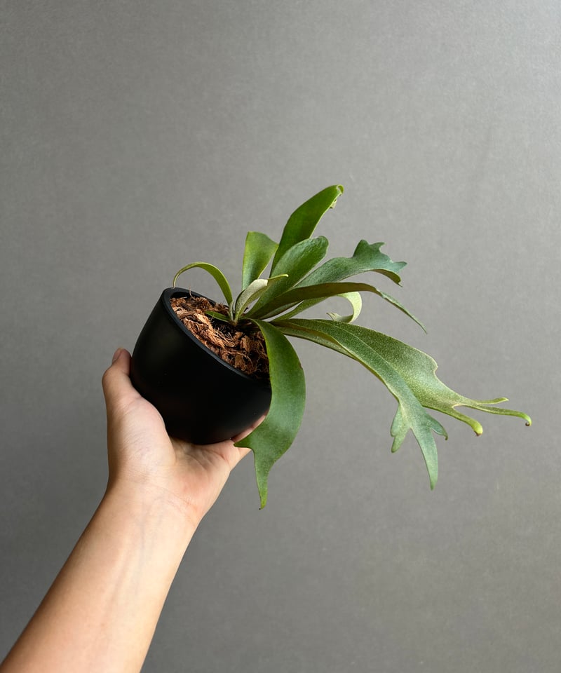 ビカクシダ ウィリンキー cv. ノース スター スポアリング セレクト「P