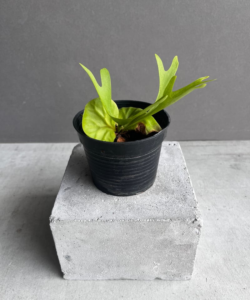 ビカクシダ リドレイ パカラン 胞子栽培株 「Platycerium ridleyi Paka