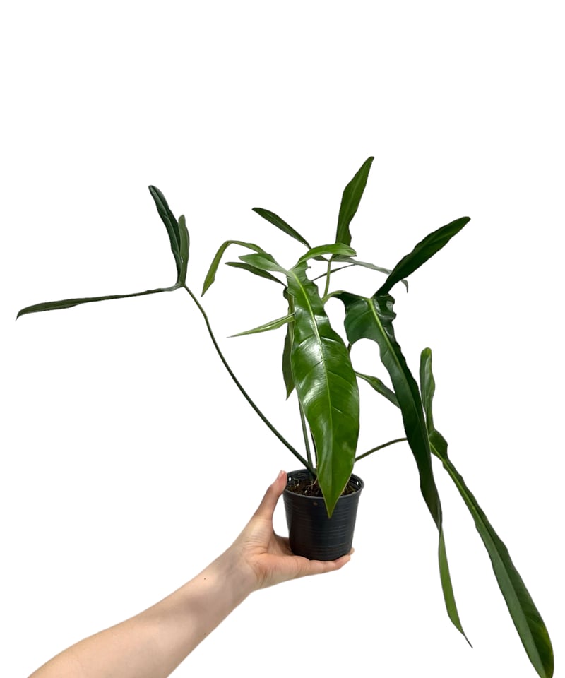 フィロデンドロン ロンギロバトム 'レラノ ミヤノ' 「Philodendron