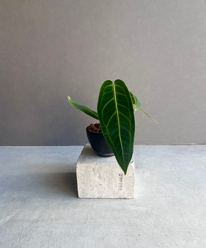 アンスリウム ワロクアナム ダーク&ナロー フォーム 「Anthurium