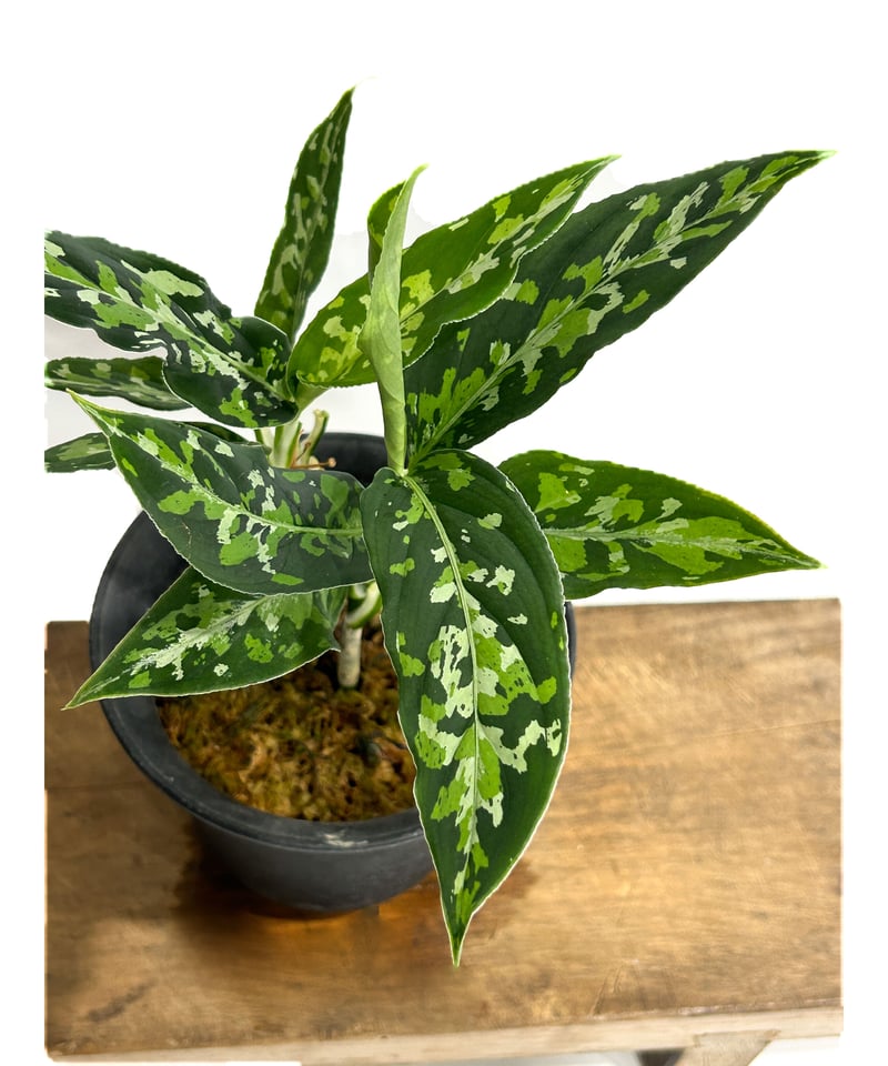 アグラオネマ ピクタム トリカラー「Aglaonema pictum tricolor」6/1