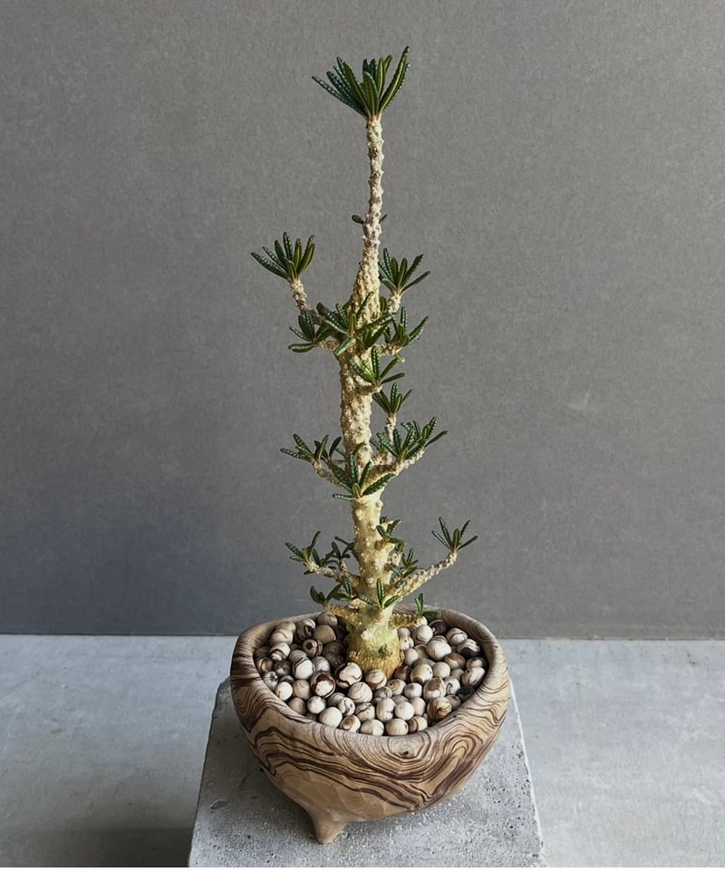 ドルステニア ギガス ブラータ+ plantsmonsters pot 「Dorstenia