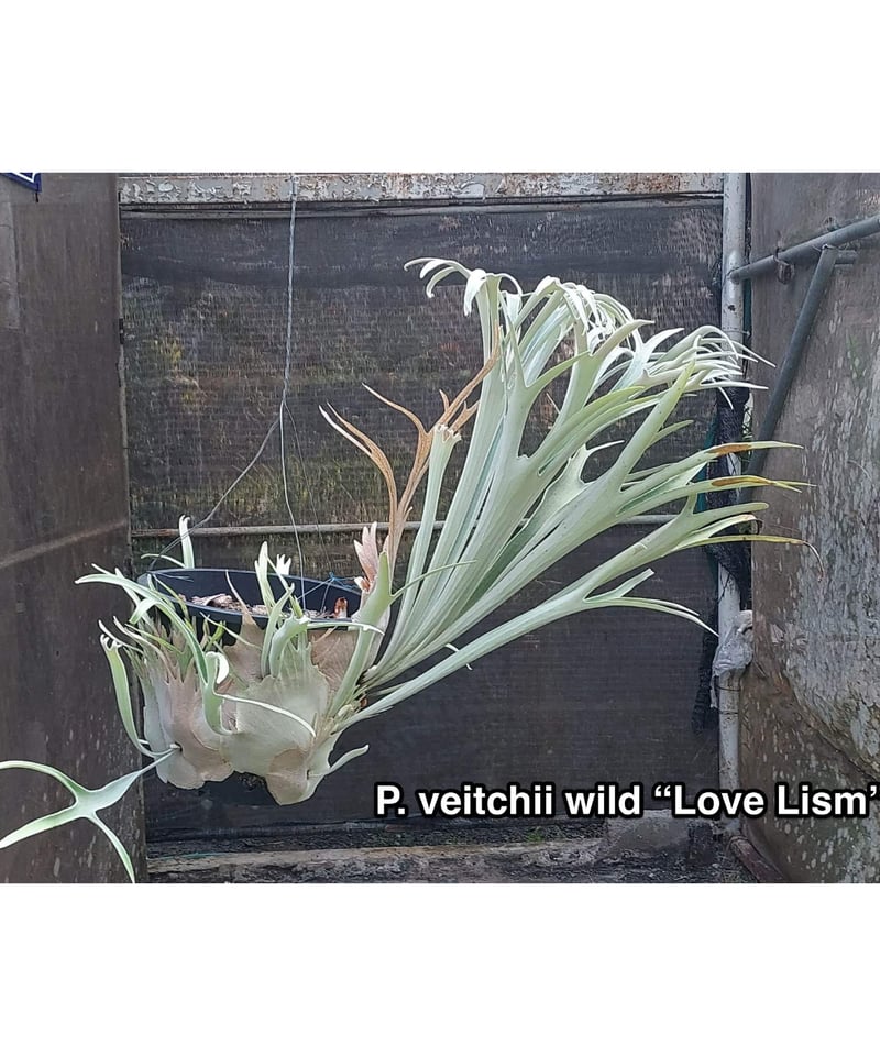 ビカクシダ ビカクシダ ベイチー ワイルド ラブ リズム (子株)「P