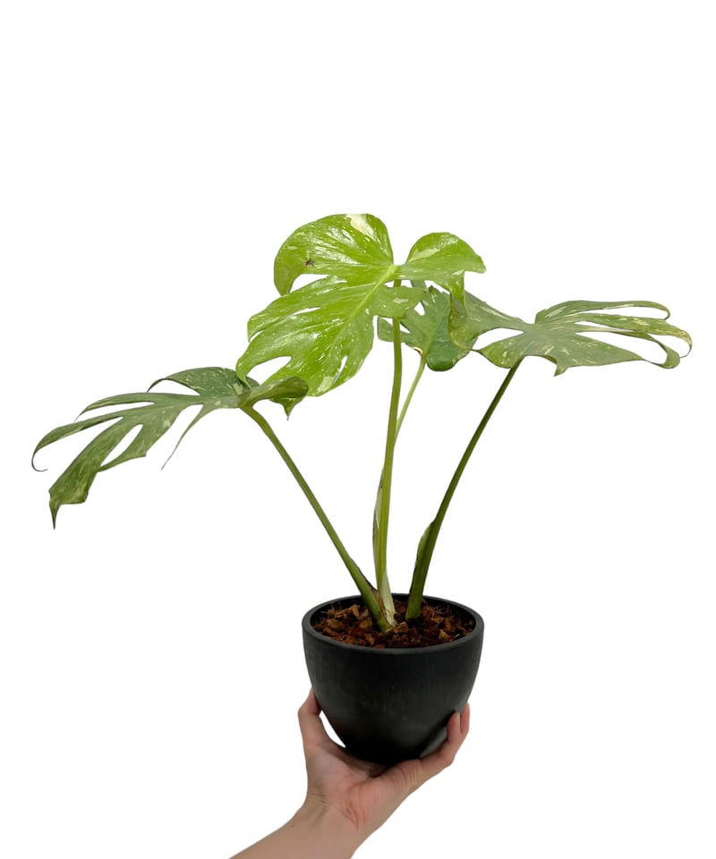 モンステラ デリシオーサ レガシー 「Monstera delisiosa Legacy 」8