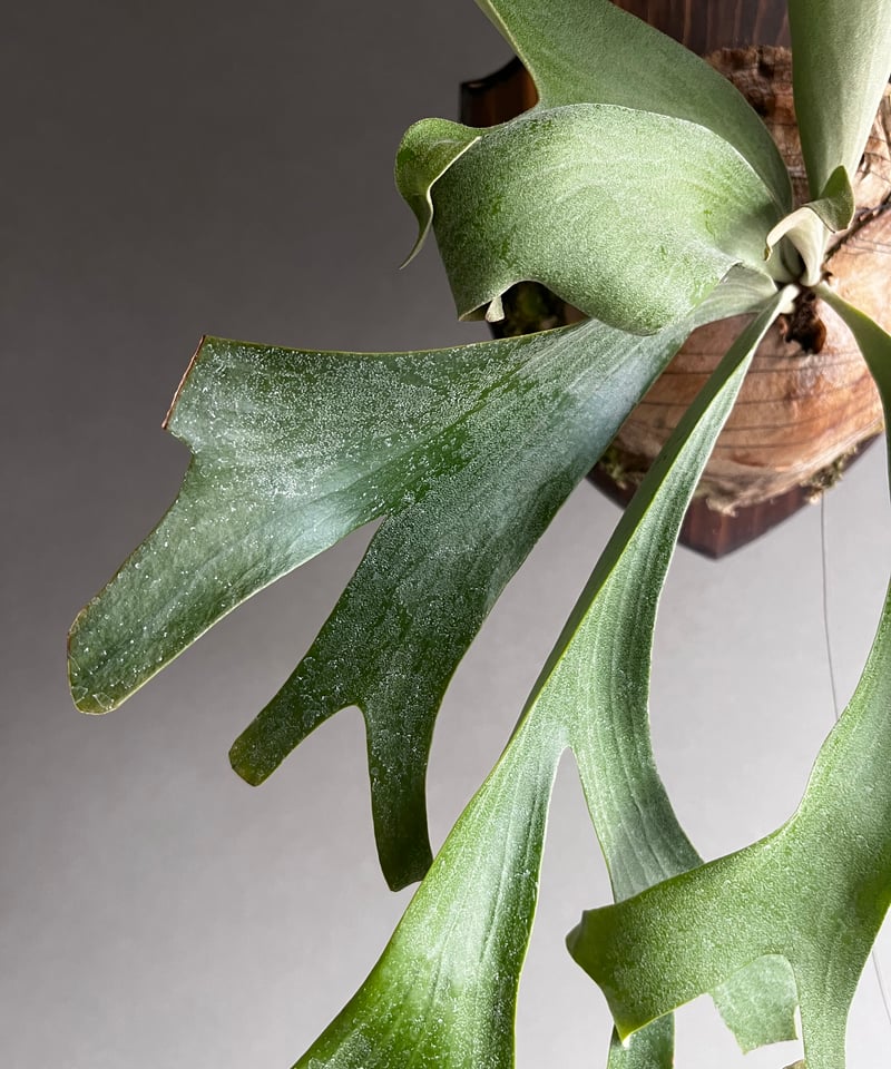 Platycerium Willinda (P. willinckii x P. alcic